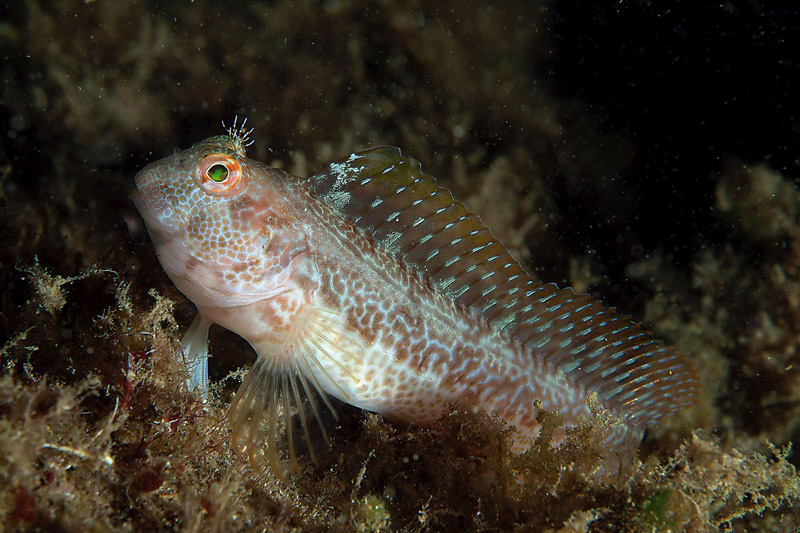 Differenti livree di Parablennius pilicornis